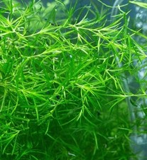 Guppy Grass Najas
