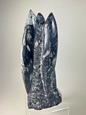 22cms. Free Standing Polished  Fossil Orthoceras Sculpture Devonian Moroccan