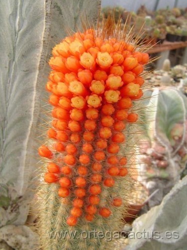 Fresh cactus seed x10 - cactus,
