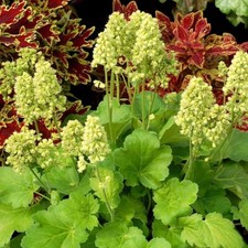 Heuchera Little Cutie Blondie