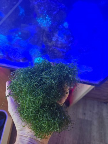 Live chaetomorpha algae macro - algae,