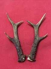 PAIR OF FANCY ROE DEER ANTLERS , 133g. aprox. 20cm.