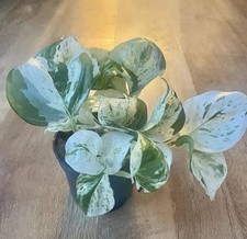 Epipremnum marble - epipremnum, ‘marble’