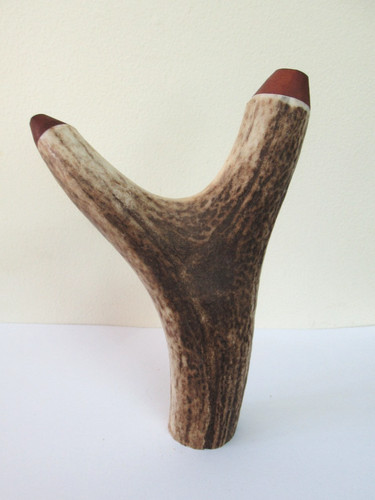 Scottish red deer stag - deer,