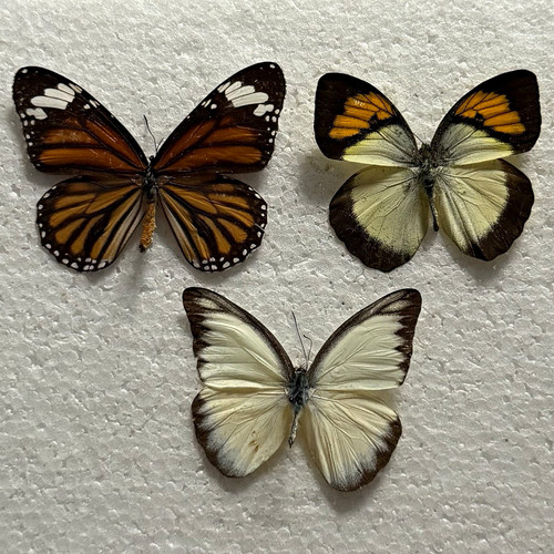 Entomology butterfly specimen - entomology,
