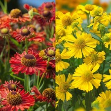 Helenium Bare Roots -