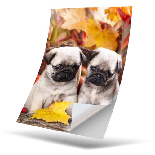 Vinyl sticker pug - 1,