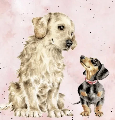 Golden retriever and daschund - retriever,