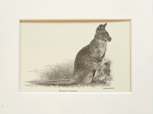 Red necked wallaby - red,