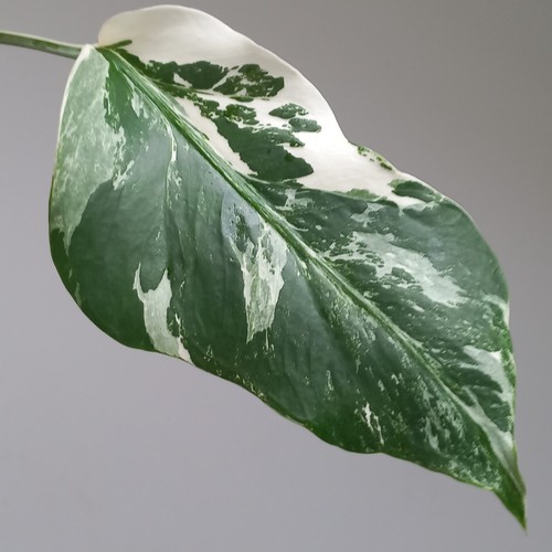 Monstera deliciosa albo - monstera,