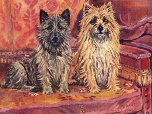 Cairn terrier vintage 1934 - cairn,