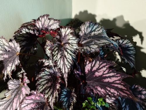 Begonia helen teupel unrooted - begonia,