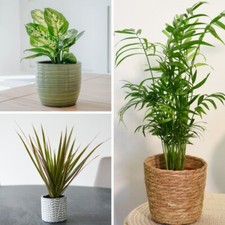 Easy Care Houseplant