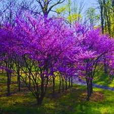 2 Eastern Redbud trees 2 ft
