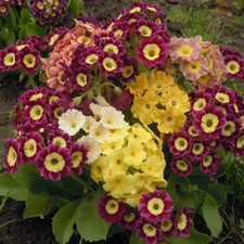 Primula x pubescens auricula -