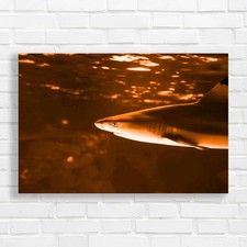 Tropical Sea Fish Lone Shark