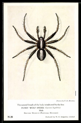 Dusky wolf spider - wolf, /