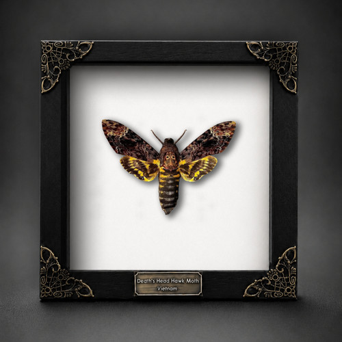 Framed death head moth - death,