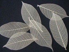 50 Natural Real skeleton