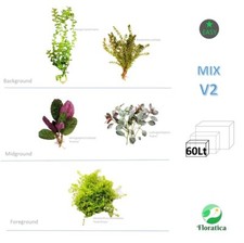 Mixed Bundle V2 80 Lt Live Aquarium Aquascape Plants Fish Tank -Snail Free- Safe