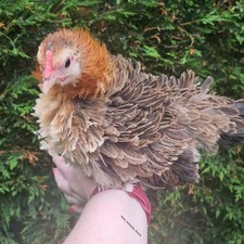 6  Serama Eggs Tiny Chicken Frizzle & Straight Mix