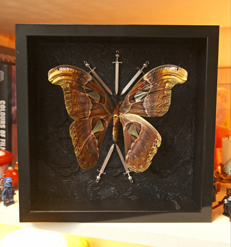 Female atlas moth entomology - atlas,