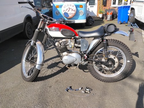 Triumph mountain tiger cub - tiger,
