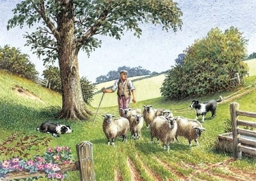 Border collie sheep - border, dog