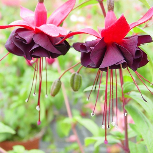Fuchsia blacky dark - blacky, purple