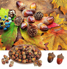 Natural Vintage  Acorn Dried