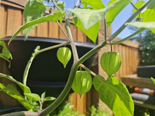 Cape gooseberry physalis - cape,