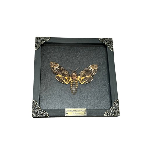 Death head hawk moth box - head,