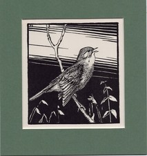 Peter Scott  ~ NIGHTINGALE ~