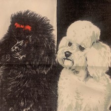 Beautiful poodles vintage