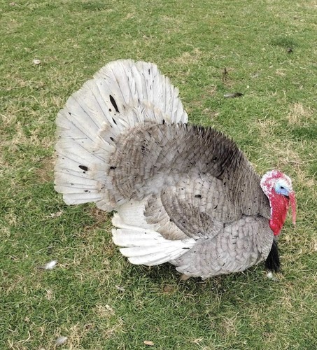 Blue slate turkey hatching - 6,