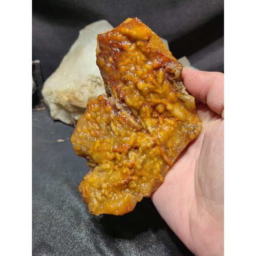 Agatized fossilized coral - fossilized,