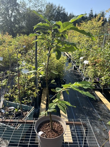 Sweet chestnut tree 80cm - tree, 60/80cm