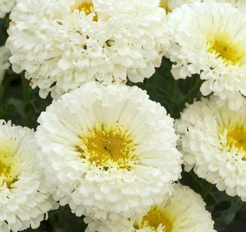 Shasta leucanthemum superbum - leucanthemum, x