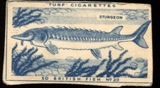 Tobacco Card, Carreras, Turf, BRITISH FISH, 1954, Sturgeon, #39