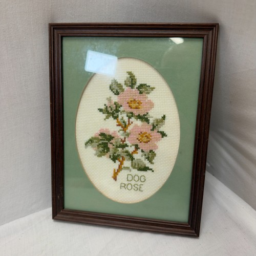 Dog rose botanical cross - rose,