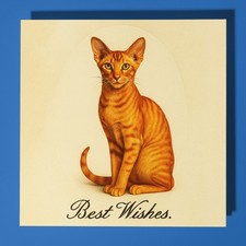 Orange Oriental Cat - Best