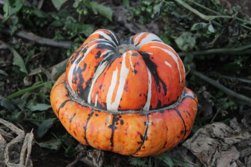 Organic gourd turks - turks, 10