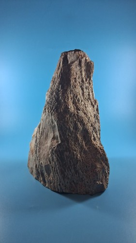 Fossilised wood palmoxylon - wood,