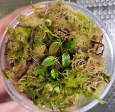 Philodendron sp. Gold Dust