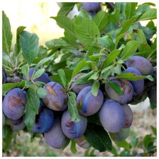 Merryweather Damson Tree