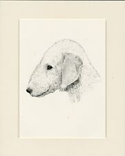 BEDLINGTON TERRIER OLD 1935 DOG HEAD STUDY PRINT BY C FRANCIS WARDLE MOUNTED