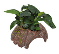 Aquarium Deco COCONUT with
