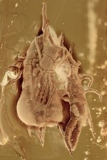 SCOLOPENDRA Scolopendridae Extremely Rare Centipede BALTIC AMBER + HQ Pic 180214