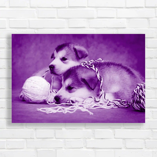 Cute malamute puppies rest - cute,