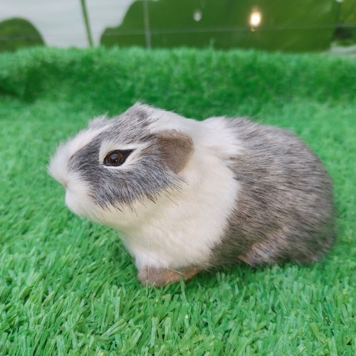 Realistic guinea pig - pig, figurine